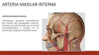 ARTERIA MAXILAR INTERNA
ARTERIA MENINGEA MEDIA
Voluminosa, asciende verticalmente
por dentro del pterigoideo externo,
atraviesa un ojal formado por el nervio
auriculotemporal y penetra en el
craneo por el agujero redondo menor.
http://www.iqb.es/neurologia/atlas/carotida/carotida02.htm#
 
