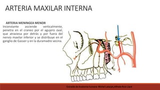 ARTERIA MAXILAR INTERNA
ARTERIA MENINGEA MENOR
Inconstante asciende verticalmente,
penetra en el craneo por el agujero oval,
que atraviesa por detrás y por fuera del
nervio maxilar inferior y se distribuye en el
ganglio de Gasser y en la duramadre vecina.
Extraido de Anatomia humana Michel Latarjet,Alfredo Ruiz Liard
 