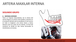 ARTERIA MAXILAR INTERNA
SEGUNDO GRUPO
A. DENTARIA INFERIOR
Tiene un trayecto descendente; da la arteria del
nervio lingual y la arteria milo-hioidea y penetra en
el conducto dentario de la mandíbula el cual recorre
en toda su longitud y da ramos óseos y ramos
dentario para las raíces de los dientes. Al final del
conducto se divide en dos ramas terminales la
mentoniana y la incisiva.
Escrito por Dr. Jesús García Ruiz http://www.otorrinoweb.com
 