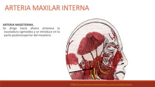ARTERIA MAXILAR INTERNA
ARTERIA MASETERINA.
Se dirige hacia afuera atraviesa la
escotadura sigmoidea y se introduce en la
parte posterosuperior del masetero.
http://www.slideshare.net/odontofco/4-arteria-carotida-externa
 