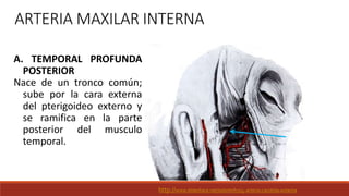 ARTERIA MAXILAR INTERNA
A. TEMPORAL PROFUNDA
POSTERIOR
Nace de un tronco común;
sube por la cara externa
del pterigoideo externo y
se ramifica en la parte
posterior del musculo
temporal.
http://www.slideshare.net/odontofco/4-arteria-carotida-externa
 