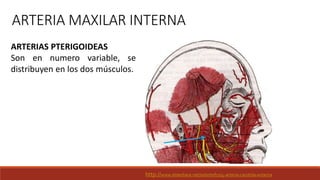 ARTERIA MAXILAR INTERNA
ARTERIAS PTERIGOIDEAS
Son en numero variable, se
distribuyen en los dos músculos.
http://www.slideshare.net/odontofco/4-arteria-carotida-externa
 
