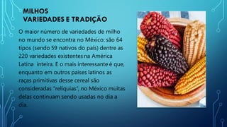 MILHOS
VARIEDADES E TRADIÇÃO
O maior número de variedades de milho
no mundo se encontra no México: são 64
tipos (sendo 59 nativos do país) dentre as
220 variedades existentes na América
Latina inteira. E o mais interessante é que,
enquanto em outros países latinos as
raças primitivas desse cereal são
consideradas “relíquias”, no México muitas
delas continuam sendo usadas no dia a
dia.
 