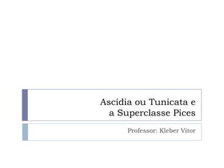 Ascídia ou Tunicata e a Superclasse Pices Professor: Kleber Vitor 