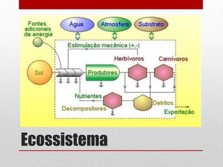 Ecossistema
 