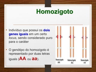 Homozigoto 
• Indivíduo que possui os dois 
genes iguais em um certo 
locus, sendo considerado puro 
para o caráter 
• O genótipo do homozigoto é 
representado por duas letras 
iguais (AA ou aa). 
 