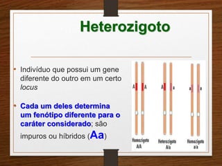 Heterozigoto 
• Indivíduo que possui um gene 
diferente do outro em um certo 
locus 
• Cada um deles determina 
um fenótipo diferente para o 
caráter considerado; são 
impuros ou híbridos (Aa) 
 