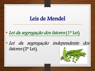 Leis de Mendel 
•Lei da segregação dos fatores (1ª Lei) 
•Lei da segregação independente dos 
fatores (2ª Lei). 
 