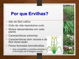 Por que Ervilhas? 
• São de fácil cultivo 
• Ciclo de vida reprodutiva curto 
• Muitos descendentes em cada 
planta 
• Características extremas 
• Características bem visíveis e de 
fácil observação 
• Flores fechadas hermafroditas 
• Isso possibilita a autofecundação e 
a formação de linhagens puras. 
 