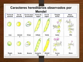 Caracteres hereditários observados por 
Mendel 
Lisa 
Rugos 
a 
Amarel 
a 
Verde 
Cinza 
Branca 
Inflada 
Comprim 
ida 
Verde 
Amarel 
a 
Axilar 
Termin 
al 
Alta 
Baixa 
Forma da 
semente 
Cor da 
semente 
Cor da casca 
da semente 
Forma da 
vagem 
Cor da 
vagem 
Posição 
da flor 
Altura 
da planta 
 
