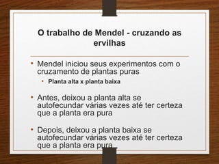 O trabalho de Mendel - cruzando as 
ervilhas 
• Mendel iniciou seus experimentos com o 
cruzamento de plantas puras 
• Planta alta x planta baixa 
• Antes, deixou a planta alta se 
autofecundar várias vezes até ter certeza 
que a planta era pura 
• Depois, deixou a planta baixa se 
autofecundar várias vezes até ter certeza 
que a planta era pura 
 