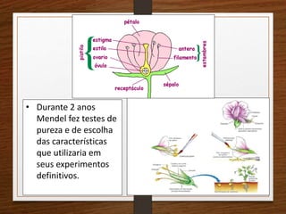 • Durante 2 anos 
Mendel fez testes de 
pureza e de escolha 
das características 
que utilizaria em 
seus experimentos 
definitivos. 
 