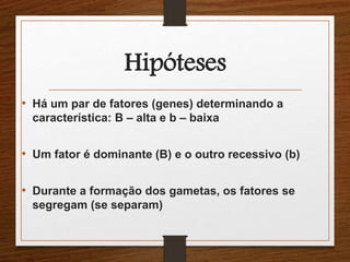 Hipóteses 
• Há um par de fatores (genes) determinando a 
característica: B – alta e b – baixa 
• Um fator é dominante (B) e o outro recessivo (b) 
• Durante a formação dos gametas, os fatores se 
segregam (se separam) 
 