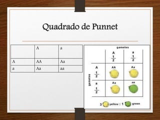 Quadrado de Punnet 
A a 
A AA Aa 
a Aa aa 
 