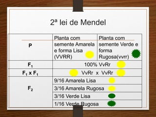 2ª lei de Mendel 
P 
Planta com 
semente Amarela 
e forma Lisa 
(VVRR) 
Planta com 
semente Verde e 
forma 
Rugosa(vvrr) 
F1 100% VvRr 
F1 x F1 VvRr x VvRr 
F2 
9/16 Amarela Lisa 
3/16 Amarela Rugosa 
3/16 Verde Lisa 
1/16 Verde Rugosa 
 