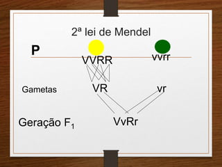 2ª lei de Mendel 
VVRR vvrr 
VR vr 
VvRr 
P 
Gametas 
Geração F1 
 