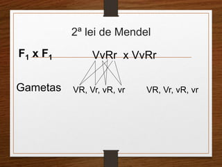 2ª lei de Mendel 
F1 x F1 
Gametas 
VvRr x VvRr 
VR, Vr, vR, vr VR, Vr, vR, vr 
 