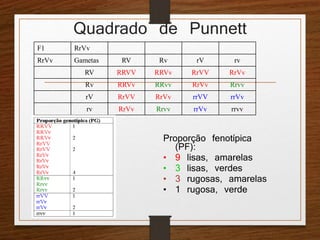 Quadrado de Punnett 
F1 RrVv 
RrVv Gametas RV Rv rV rv 
RV RRVV RRVv RrVV RrVv 
Rv RRVv RRvv RrVv Rrvv 
rV RrVV RrVv rrVV rrVv 
rv RrVv Rrvv rrVv rrvv 
Proporção fenotípica 
(PF): 
• 9 lisas, amarelas 
• 3 lisas, verdes 
• 3 rugosas, amarelas 
• 1 rugosa, verde 
 