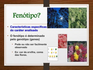 Fenótipo? 
• Características específicas 
do caráter analisado 
• O fenótipo é determinado 
pelo genótipo (genes) 
• Pode ou não ser facilmente 
observado 
• Ex: cor da ervilha, cores 
das flores. 
 