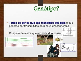 Genótipo? 
• Todos os genes que são recebidos dos pais e que 
poderão ser transmitidos para seus descendentes 
• Conjunto de alelos que um indivíduo possui 
 