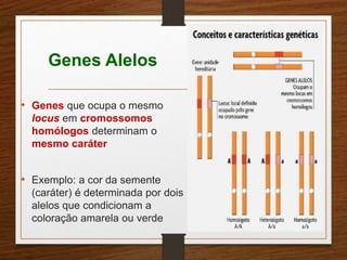 Genes Alelos 
• Genes que ocupa o mesmo 
locus em cromossomos 
homólogos determinam o 
mesmo caráter 
• Exemplo: a cor da semente 
(caráter) é determinada por dois 
alelos que condicionam a 
coloração amarela ou verde 
 