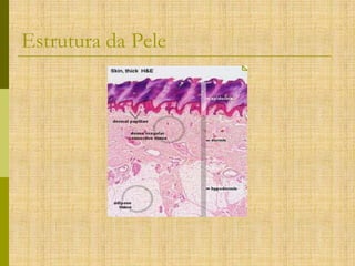 Estrutura da Pele

 
