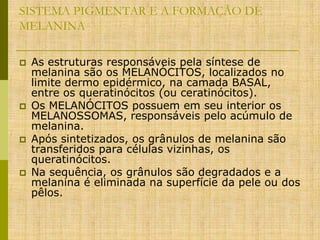 SISTEMA PIGMENTAR E A FORMAÇÃO DE
MELANINA








As estruturas responsáveis pela síntese de
melanina são os MELANÓCITOS, localizados no
limite dermo epidérmico, na camada BASAL,
entre os queratinócitos (ou ceratinócitos).
Os MELANÓCITOS possuem em seu interior os
MELANOSSOMAS, responsáveis pelo acúmulo de
melanina.
Após sintetizados, os grânulos de melanina são
transferidos para células vizinhas, os
queratinócitos.
Na sequência, os grânulos são degradados e a
melanina é eliminada na superfície da pele ou dos
pêlos.

 