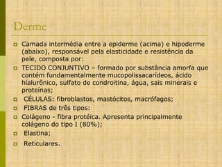 Derme










Camada intermédia entre a epiderme (acima) e hipoderme
(abaixo), responsável pela elasticidade e resistência da
pele, composta por:
TECIDO CONJUNTIVO – formado por substância amorfa que
contém fundamentalmente mucopolissacarídeos, ácido
hialurônico, sulfato de condroitina, água, sais minerais e
proteínas;
CÉLULAS: fibroblastos, mastócitos, macrófagos;
FIBRAS de três tipos:
Colágeno - fibra protéica. Apresenta principalmente
colágeno do tipo I (80%);
Elastina;
Reticulares.

 