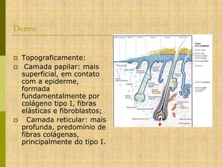 Derme






Topograficamente:
Camada papilar: mais
superficial, em contato
com a epiderme,
formada
fundamentalmente por
colágeno tipo I, fibras
elásticas e fibroblastos;
Camada reticular: mais
profunda, predomínio de
fibras colágenas,
principalmente do tipo I.

 