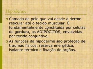 Hipoderme
Camada de pele que vai desde a derme
reticular até o tecido muscular. É
fundamentalmente constituída por células
de gordura, os ADIPÓCITOS, envolvidas
por tecido conjuntivo.
 As funções da hipoderme são proteção de
traumas físicos, reserva energética,
isolante térmico e fixação de órgãos.


 