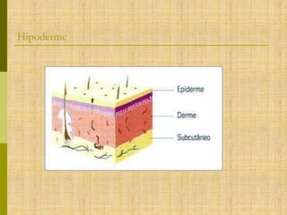 Hipoderme

 