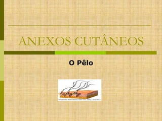 ANEXOS CUTÂNEOS
O Pêlo

 
