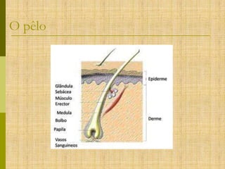 O pêlo

 