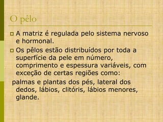 O pêlo
A matriz é regulada pelo sistema nervoso
e hormonal.
 Os pêlos estão distribuídos por toda a
superfície da pele em número,
comprimento e espessura variáveis, com
exceção de certas regiões como:
palmas e plantas dos pés, lateral dos
dedos, lábios, clitóris, lábios menores,
glande.


 