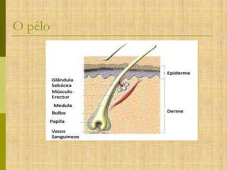 O pêlo

 