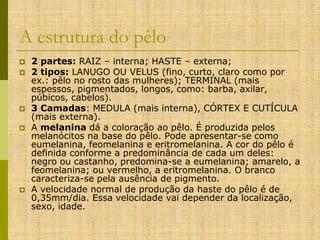 A estrutura do pêlo









2 partes: RAIZ – interna; HASTE – externa;
2 tipos: LANUGO OU VELUS (fino, curto, claro como por
ex.: pêlo no rosto das mulheres); TERMINAL (mais
espessos, pigmentados, longos, como: barba, axilar,
púbicos, cabelos).
3 Camadas: MEDULA (mais interna), CÓRTEX E CUTÍCULA
(mais externa).
A melanina dá a coloração ao pêlo. É produzida pelos
melanócitos na base do pêlo. Pode apresentar-se como
eumelanina, feomelanina e eritromelanina. A cor do pêlo é
definida conforme a predominância de cada um deles:
negro ou castanho, predomina-se a eumelanina; amarelo, a
feomelanina; ou vermelho, a eritromelanina. O branco
caracteriza-se pela ausência de pigmento.
A velocidade normal de produção da haste do pêlo é de
0,35mm/dia. Essa velocidade vai depender da localização,
sexo, idade.

 
