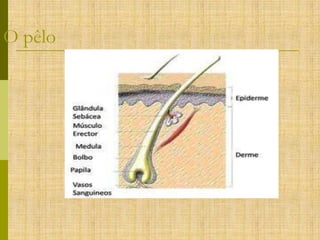 O pêlo

 