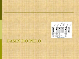 FASES DO PELO

 
