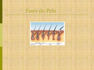 Fases do Pelo

 