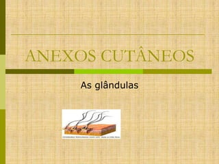 ANEXOS CUTÂNEOS
As glândulas

 