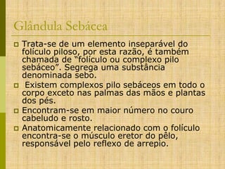 Glândula Sebácea








Trata-se de um elemento inseparável do
folículo piloso, por esta razão, é também
chamada de “folículo ou complexo pilo
sebáceo”. Segrega uma substância
denominada sebo.
Existem complexos pilo sebáceos em todo o
corpo exceto nas palmas das mãos e plantas
dos pés.
Encontram-se em maior número no couro
cabeludo e rosto.
Anatomicamente relacionado com o folículo
encontra-se o músculo eretor do pêlo,
responsável pelo reflexo de arrepio.

 