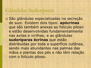 Glândulas Sudoríparas


São glândulas especializadas na secreção
de suor. Existem dois tipos: apócrinas
que são também anexas ao folículo piloso
e estão desenvolvidas fundamentalmente
nas axilas e virilhas; e as glândulas
sudoríparas écrinas que estão
distribuídas por toda a superfície cutânea,
sendo mais abundantes nas palmas das
mãos e plantas dos pés e não têm relação
com o folículo piloso.

 