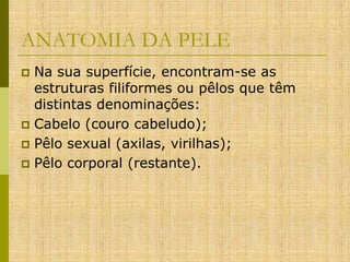 ANATOMIA DA PELE
Na sua superfície, encontram-se as
estruturas filiformes ou pêlos que têm
distintas denominações:
 Cabelo (couro cabeludo);
 Pêlo sexual (axilas, virilhas);
 Pêlo corporal (restante).


 