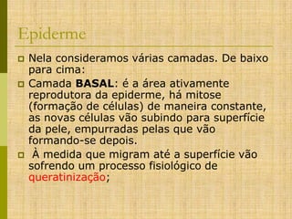 Epiderme





Nela consideramos várias camadas. De baixo
para cima:
Camada BASAL: é a área ativamente
reprodutora da epiderme, há mitose
(formação de células) de maneira constante,
as novas células vão subindo para superfície
da pele, empurradas pelas que vão
formando-se depois.
À medida que migram até a superfície vão
sofrendo um processo fisiológico de
queratinização;

 