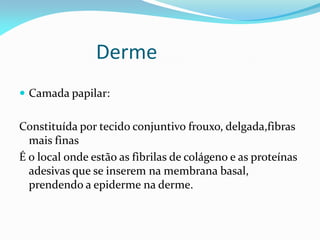 Derme
 Camada papilar:
Constituída por tecido conjuntivo frouxo, delgada,fibras
mais finas
É o local onde estão as fibrilas de colágeno e as proteínas
adesivas que se inserem na membrana basal,
prendendo a epiderme na derme.
 