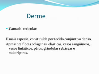 Derme
 Camada reticular:
É mais espessa, constituída por tecido conjuntivo denso,
Apresenta fibras colágenas, elásticas, vasos sangüíneos,
vasos linfáticos, pêlos, glândulas sebáceas e
sudoríparas.
 