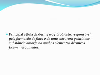  Principal célula da derme é o fibroblasto, responsável
pela formação de fibra e de uma estrutura gelatinosa,
substância amorfa na qual os elementos dérmicos
ficam mergulhados.
 