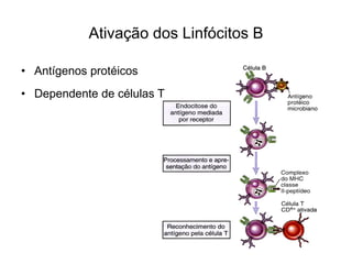 Ativação dos Linfócitos B

• Antígenos protéicos
• Dependente de células T
 