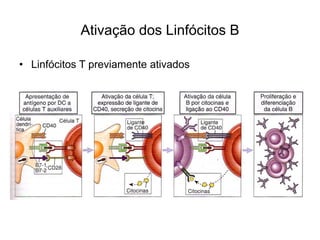 Ativação dos Linfócitos B

• Linfócitos T previamente ativados
 