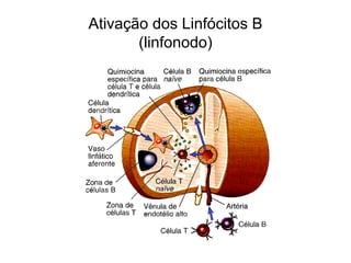 Ativação dos Linfócitos B
       (linfonodo)
 